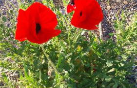 Il Calice dell'Etna - Foto 20