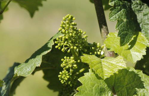 'Ferienhaus Mosel' mit kostenfreien ÖPNV-Ticket - Foto 33