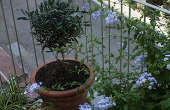 Santa Margherita Ligure Apartment with parking - Foto 20