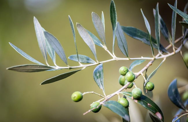 Agriturismo Bellosguardo - Photo 13