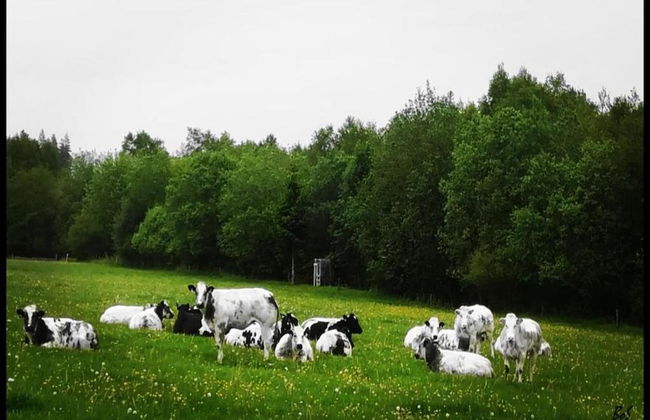 Libramont Stone Garden Haven - Photo 35