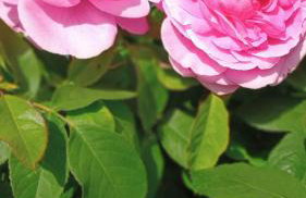 NEWHAVEN Les GITES New COSY HOMES - Foto 30