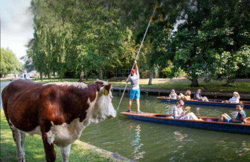 Modern stylish house in Charming Fen Ditton Village - Foto 46