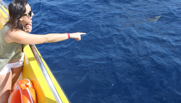 Puesta de sol y avistamiento de delfines - Foto 4