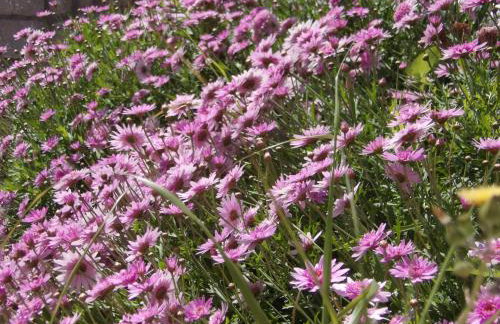 Sminos Farm House E4 path, Γυθειο - Foto 20