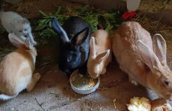 La Corona del Auteiro - Foto 80