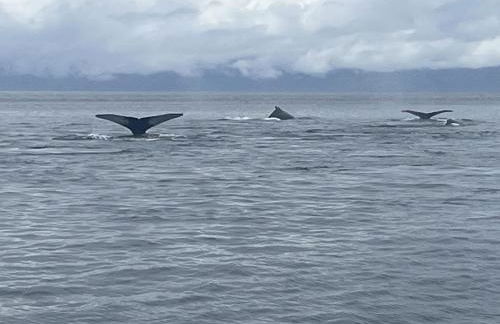 Juneau Family Friendly Getaway 301 - Foto 25