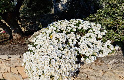 Trullo Siamese - Foto 12