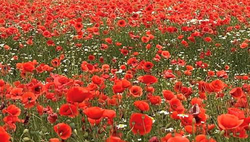 Fewo Horst 4 ocker - Photo 4, Garden