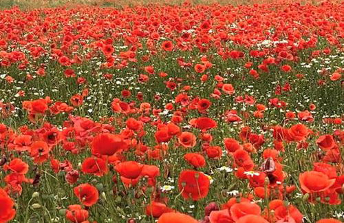 Fewo Horst 3 blau - Foto 28