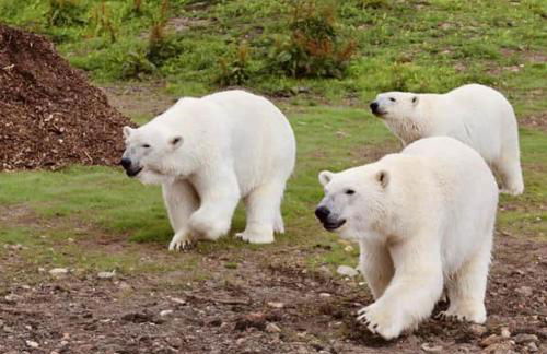 Classy 2 Bed Near Alton Towers, Polar Bears, Peak District - Foto 42