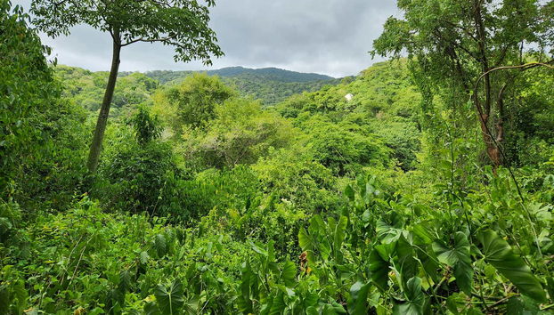 Connect with lush natural landscapes