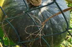 Agriturismo Grammelot - Foto 60