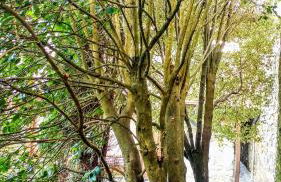 Casa Rosario - Foto 22