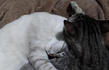 Villa in Agello - Photo 78