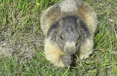 Le Pré Fleuri à Guillestre - Appartements neufs classés Meublés de Tourisme 3 étoiles- Climatisés- Parking privatif - Foto 43