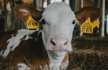 Ferienhof Kohler - Foto 20