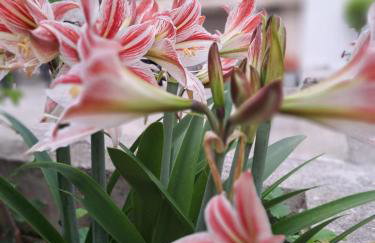 Trogir holiday house - Photo 23