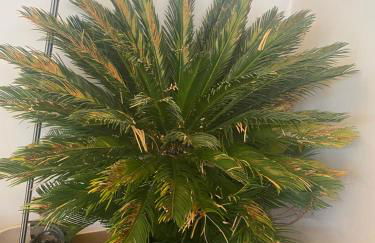 San Fernando - Foto 12