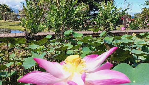 Private Tour of Tahiti - Foto 4