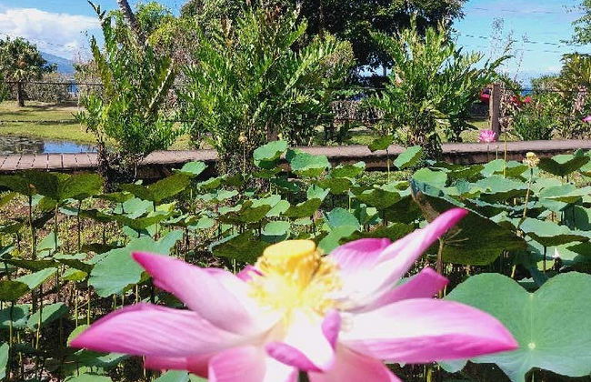 Private Tour of Tahiti - Photo 6