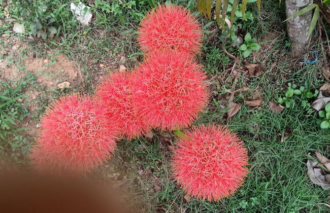 Enjoy The Real "wayanad Village Home Stay" Experience - Foto 24