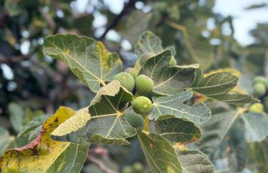 Apartment Vidoni - Photo 35