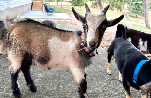 Romantic King Bed, Heart Shaped Hot Tub, Fire Pit - Foto 31