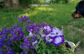 mas de karlotte - Photo 34