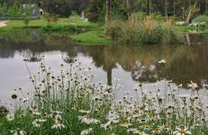 Canto araucarias - Foto 21