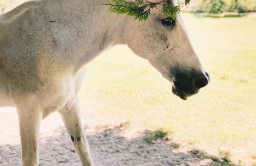 Quinta Do Padrao - Foto 37