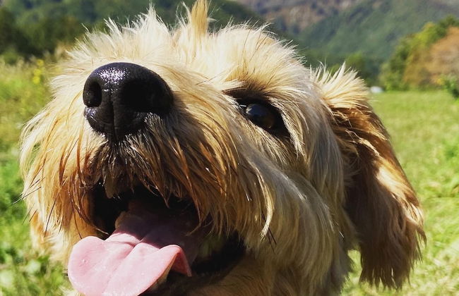 Hakuba Powder Mountain - Foto 64