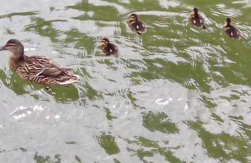 Dom Wakacyjny Quattro Niesulice - Foto 42