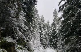 appartement proche gerardmer - Foto 2