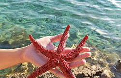 Apartments Bošković - Foto 45