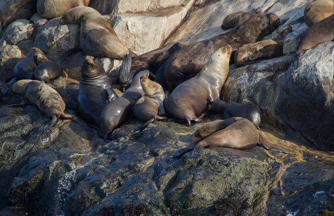 Palomino Islands Boat Trip - Foto 6