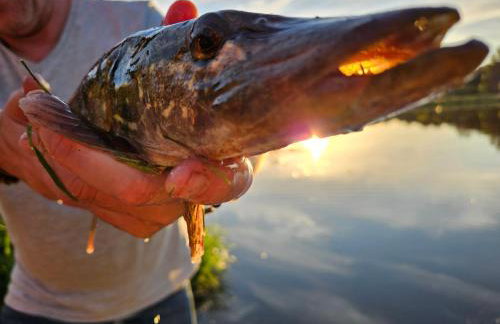 Dom z linią brzegową Narwi 3 - Photo 2