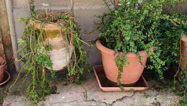 U Putticatu - Foto 5