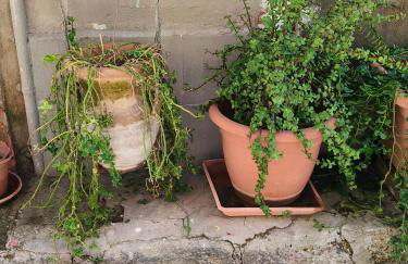 U Putticatu - Foto 5