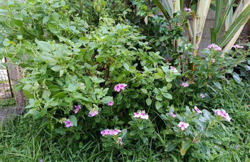 Refúgio Sereno São Seba - Foto 17