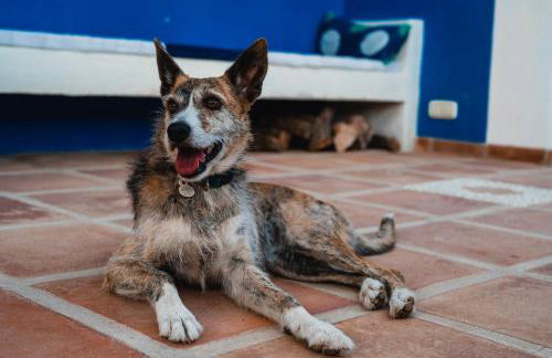 Algarrobo Azul - Foto 37