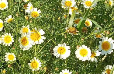 Casa Raios de Sol - Foto 32