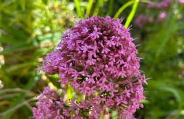 The Green Valley House - Foto 66