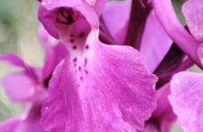 Ollar do Cido - Foto 27