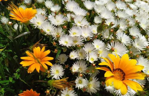 Pago de Yuste - Casa Rural Apartamentos - Foto 18