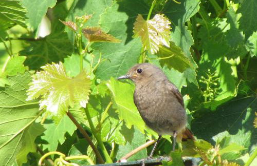 Quinta Sobral Prestige - Rustic House - Photo 42