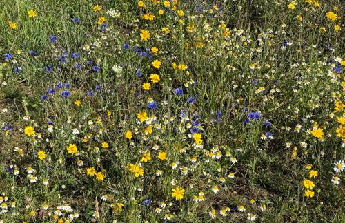 Pond Cottage - Foto 25