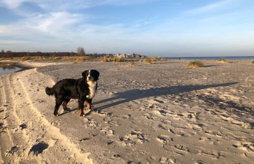 Ferienwohnung „Oberdeck” Hohwacht/Ostsee - Foto 17