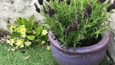 Lavender Cottage - Photo 4