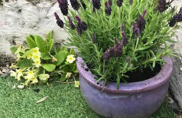 Lavender Cottage - Foto 4